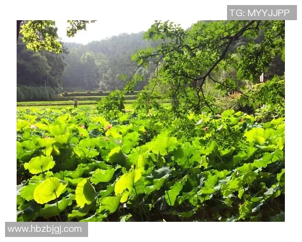 深度对话：周娜如何在足球世界中追寻梦想与自我成长